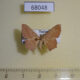 68048p Geometridae Traminda mundissima Thailand $4