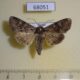 68051p Noctuidae Apamea sordens Primorye $8