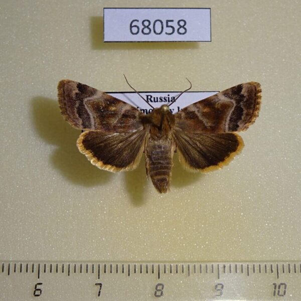 Noctuidae Cosmia camptostigma Primorye