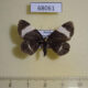 68061p Geometridae Baptria tibiale Primorye $8