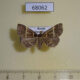 68062p Noctuidae Bertula bistrigata Primorye $9
