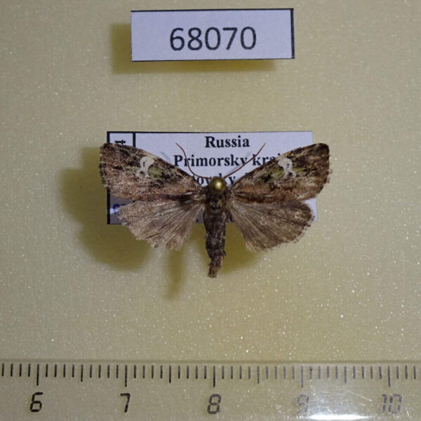 Noctuidae Prometopus flavicollis Primorye