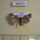 68070p Noctuidae Prometopus flavicollis Primorye $3
