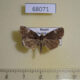 68071p Noctuidae Anterastria atrata Primorye $8