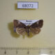 68072p Noctuidae Anterastria atrata Primorye $8