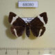 68080p Noctuidae Euclidia juvenilis f Primorye $13