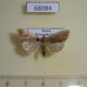 68084p Noctuidae Iragaodes nobilis Primorye $8