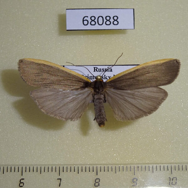 Arctiidae Ghoria collitoides Primorye