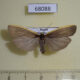 68088p Arctiidae Ghoria collitoides Primorye $9