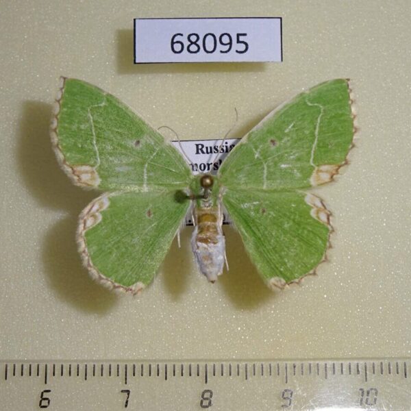 Geometridae Comibaena tenuisaria f Primorye