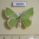 68095p Geometridae Comibaena tenuisaria f Primorye $8