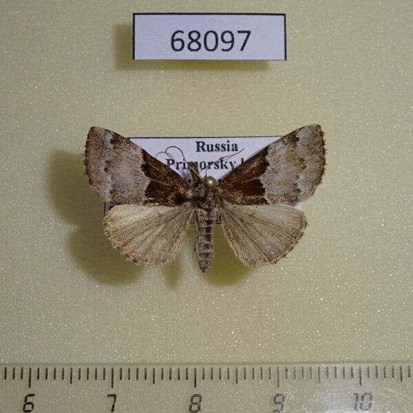 Noctuidae Hypena biparita Primorye