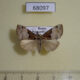 68097p Noctuidae Hypena biparita Primorye $8