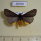 68098p Arctiidae Epatolmis caesarea Primorye $12