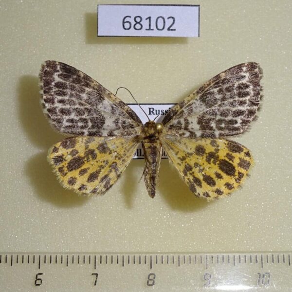 Geometridae Arichanna melanaria Tyva rep.