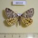 68102p Geometridae Arichanna melanaria Tyva rep. $5