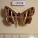 68104p Noctuidae Grammodes geometrica Thailand $9