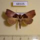68105p Noctuidae Acidon sp. Vietnam $7