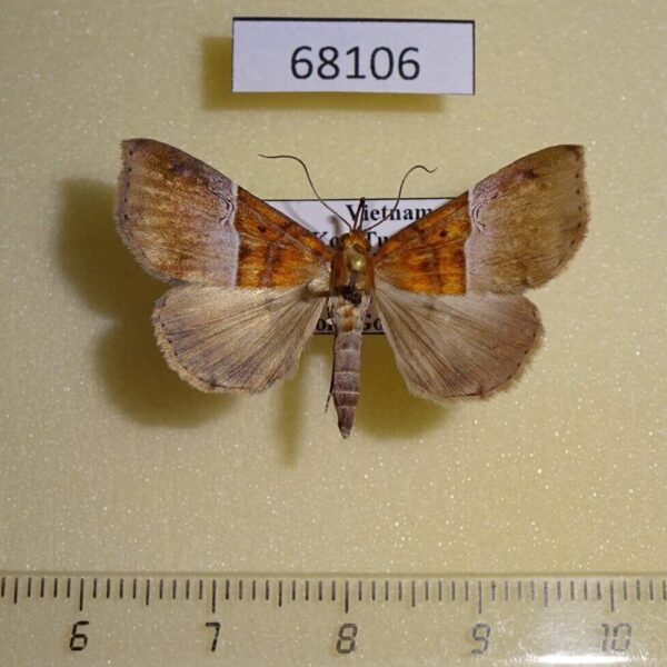 Noctuidae Euphiuche picta Vietnam