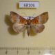 68106p Noctuidae Euphiuche picta Vietnam $10