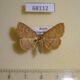 68112p Noctuidae Paracolax tristalis Primorye $5