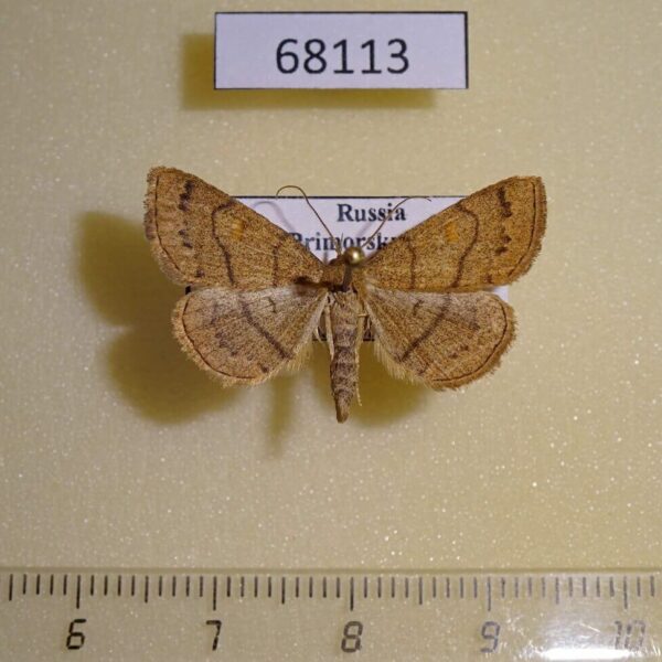 Noctuidae Paracolax tristalis Primorye