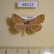 68113p Noctuidae Paracolax tristalis Primorye $5
