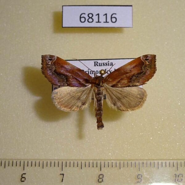Noctuidae Lophomilia polybapta Primorye