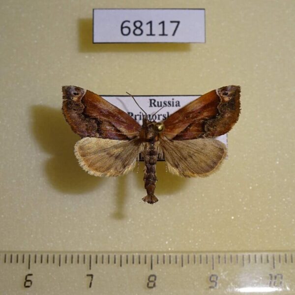 Noctuidae Lophomilia polybapta Primorye