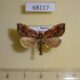 68117p Noctuidae Lophomilia polybapta Primorye $9
