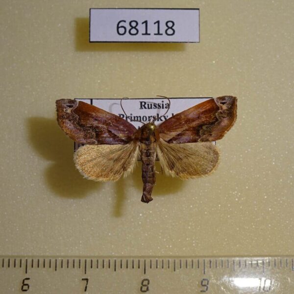 Noctuidae Lophomilia polybapta Primorye