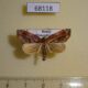68118p Noctuidae Lophomilia polybapta Primorye $10