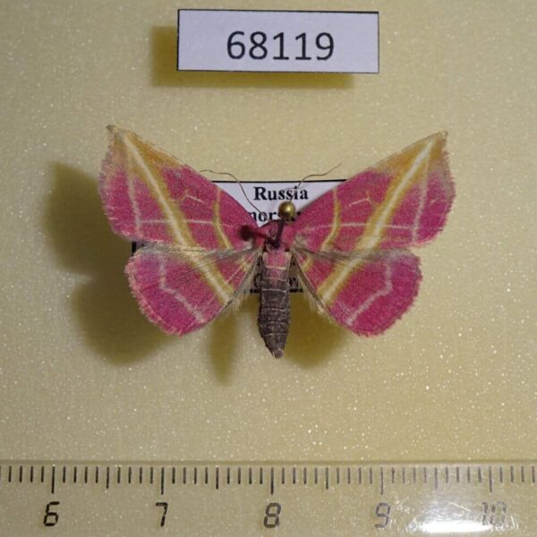 Noctuidae Naganoella timandra Primorye