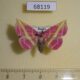 68119p Noctuidae Naganoella timandra Primorye $15