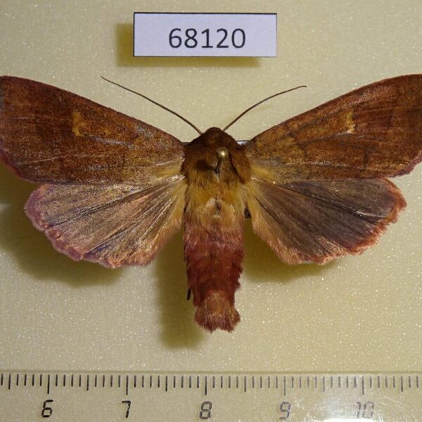 Noctuidae Mythimna divergens Primorye