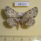 68121p Geometridae Ophthalmitis irrorataria Primorye $8