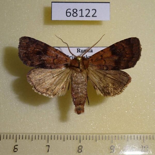 Noctuidae Lycophotia cissigma Primorye