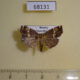 68131p Noctuidae Erastroides fentoni Primorye $15
