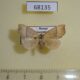 68135p Noctuidae Gonepatica opalina Primorye $8