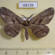 68139p Geometridae Hypomecis phantomaria Primorye $6