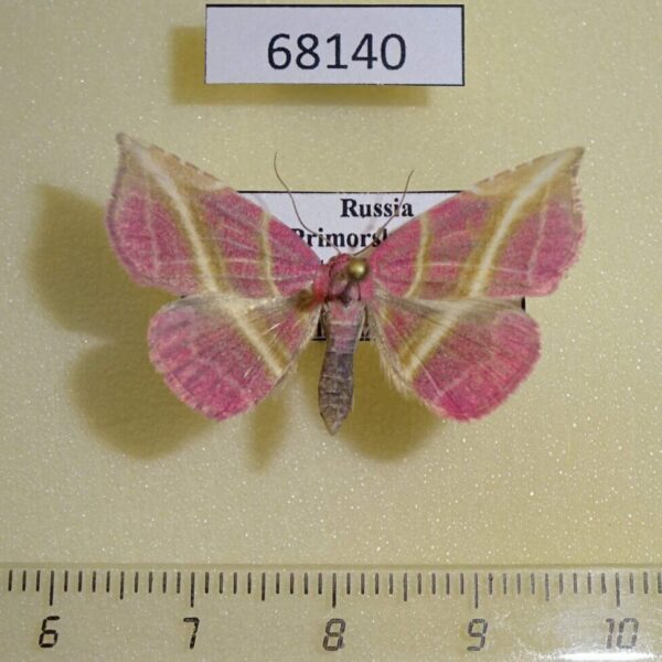 Noctuidae Naganoella timandra Primorye