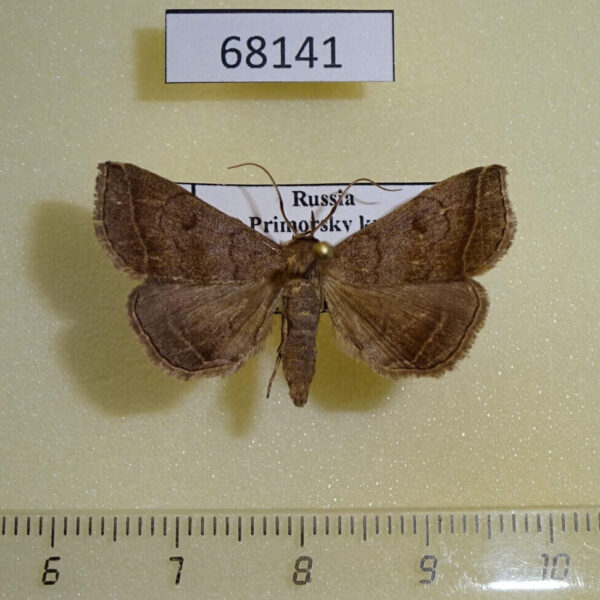 Noctuidae Zanclognatha fumosa Primorye
