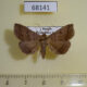 68141p Noctuidae Zanclognatha fumosa Primorye $7