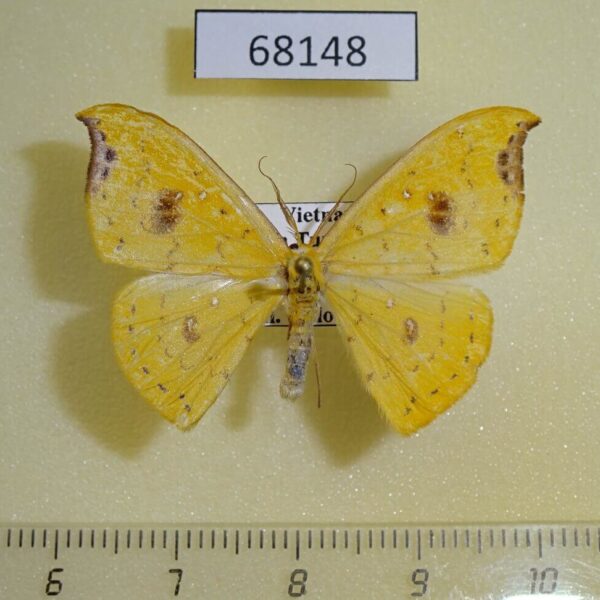 Drepanidae Tridrepana arikana Vietnam