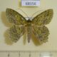 68156p Geometridae Herochroma orientalis Vietnam $6