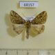 68157p Geometridae Arichanna plagifera Vietnam $5