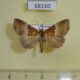 68160p Noctuidae Euphiuche picta Vietnam $9