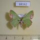 68162p Geometridae Spaniocentra lobata Vietnam $5