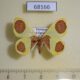 68166p Geometridae Plutodes malaysiana Vietnam $8