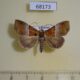 68173p Noctuidae Euphiuche picta Vietnam $10